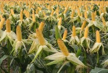 申科爆6號玉米栽培技術(shù)要點(diǎn)，與對照沈爆3號生育期相當(dāng)