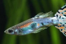 養(yǎng)孔雀魚多久換一次水，換水量不能太大