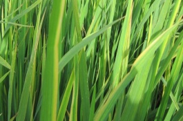成優(yōu)981水稻栽培技術(shù)要點(diǎn)，全生育期為156.7天