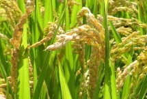 全兩優(yōu)鄂豐絲苗水稻栽培技術(shù)要點(diǎn)，生育期132.2天