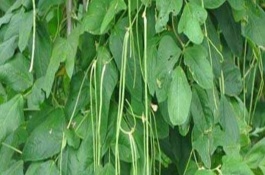 豆角歇伏的防治措施，高溫、干旱多雨等都會(huì)導(dǎo)致