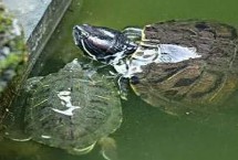 烏龜什么時候冬眠，王八是烏龜和甲魚的統(tǒng)稱而甲魚是鱉的俗稱
