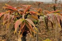 野菜分布區(qū)域，香椿和薺菜等品種比較受市場歡迎