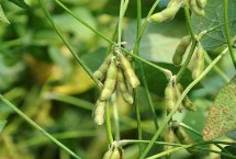 浙鮮豆2013大豆栽培技術要點，鮮食春大豆品種