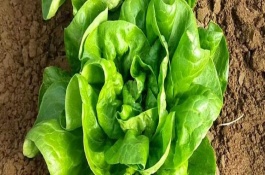奶油生菜陽臺種植方法，葉子呈卵圓形