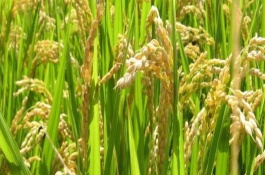 晶兩優(yōu)5438水稻栽培技術(shù)要點(diǎn)，秈型兩系雜交水稻品種