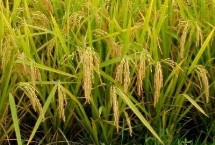 品香優(yōu)620水稻栽培技術(shù)要點，該品種基部葉葉鞘綠色