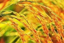 豐山絲苗水稻栽培技術要點，作一季晚稻種植于6月初播種