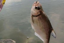 釣鳊魚適合用幾號鉤，根據(jù)魚情、水情和季節(jié)選用