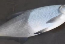 冬天釣鳊魚是釣底還是釣浮，釣底是主流