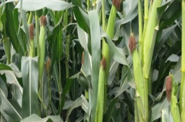 天育101玉米栽培技術(shù)要點，適宜播期5月中旬