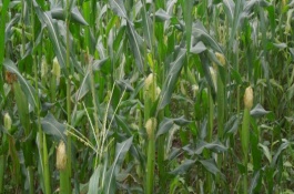 沈禾201玉米栽培技術(shù)要點(diǎn)，注意防治大斑病