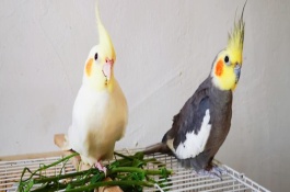 玄鳳鸚鵡適合多大的鳥籠，用金屬的籠具飼養(yǎng)最為合適