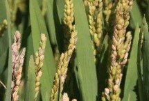 荊香優(yōu)72水稻栽培技術(shù)要點，秧田畝播種量10～15公斤