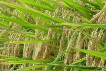 中香絲苗水稻栽培技術(shù)要點，播種前宜用咪鮮胺浸種