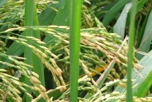 中研稻881水稻栽培技術(shù)要點，播種前用藥劑浸種