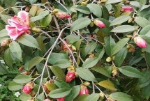 茶花根爛的原因，盆土、澆水、施肥不當(dāng)均會導(dǎo)致