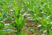 沃單77玉米栽培技術(shù)要點(diǎn)，適宜播期6月上中旬