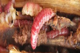 天牛幼蟲如何越冬，可以食用但具有風(fēng)險