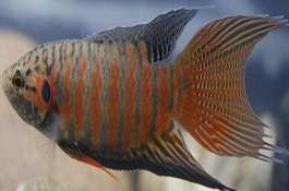 菩薩魚(yú)公母能一起養(yǎng)嗎，體型、體色和腹部等均不同