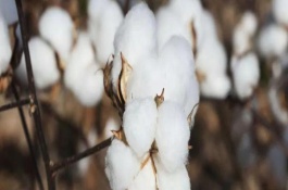 魯棉研38號棉花栽培技術要點，高抗棉鈴蟲