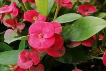虎刺梅如何過(guò)冬，四季都能開(kāi)花