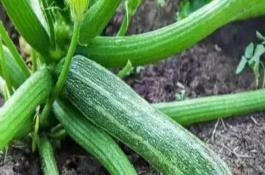 大棚西葫蘆植株調(diào)整方法，可能是授粉不良所致