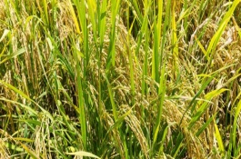 博優(yōu)2318水稻栽培技術(shù)要點，注意防治白葉枯病