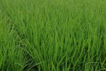 柒兩優(yōu)785水稻栽培技術(shù)要點(diǎn)，秧田畝播種量20千克