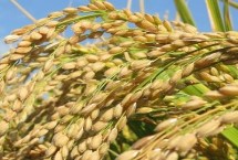 泰粳5241水稻栽培技術(shù)要點，全生育期156.4天