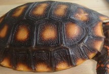 亞種分化，是現(xiàn)存最古老的爬行動物之一
