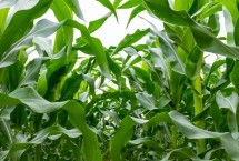 登海682玉米栽培技術(shù)要點(diǎn)，適宜密度為每畝4500株左右