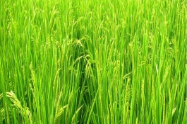 穗香糯719水稻栽培技術(shù)要點(diǎn)，晚稻7月上.中旬播種