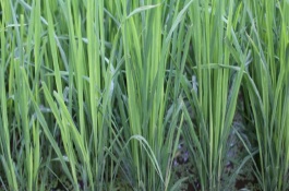長香優(yōu)289水稻栽培技術(shù)要點(diǎn)，每畝秧田播種量6～8千克