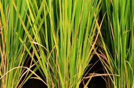 吉農(nóng)大838水稻栽培技術(shù)要點(diǎn)，表現(xiàn)中抗