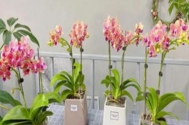 蝴蝶蘭換盆注意事項，生長期對養(yǎng)分需求量較大