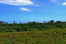 什么是海刀豆，海刀豆是主要附生植物