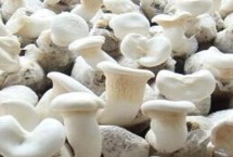新疆哈密瓜的品種，喀納斯蜜瓜被譽為“阿山一絕”