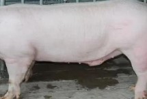 中國(guó)土豬品種，包括杜洛克、成華豬、大白豬、長(zhǎng)白豬等種類(lèi)