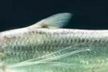 鰣魚的價格，一斤需要50-200元左右