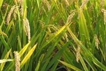 吉優(yōu)華占水稻栽培技術(shù)要點(diǎn)，鄂北5月下旬播種