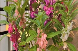 鳳仙花的生長條件，具有毒性不宜養(yǎng)在臥室中