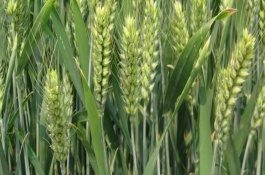 登峰168小麥栽培技術(shù)要點(diǎn)，抽穗至始花期及時(shí)防治蚜蟲