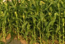 金玉358玉米栽培技術(shù)要點(diǎn)，適宜密度為每畝5000株左右