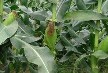 濰玉326玉米栽培技術(shù)要點(diǎn)，夏播生育期105天