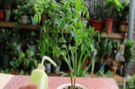 夏天幸福樹多久澆一次水，間隔2-3天就要澆一次水