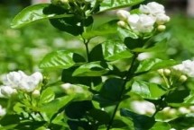 茉莉花茶是什么茶類，產(chǎn)量最高的是橫縣