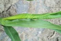 山玉14玉米栽培技術(shù)要點，中抗大斑病和穗腐病