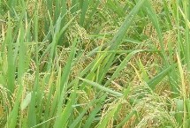 華兩優(yōu)智占水稻栽培技術(shù)要點(diǎn)，全生育期129.2天