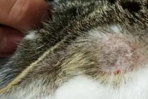 奶癬和貓癬的區(qū)別，典型癥狀為掉毛、皮屑增多、結痂等
